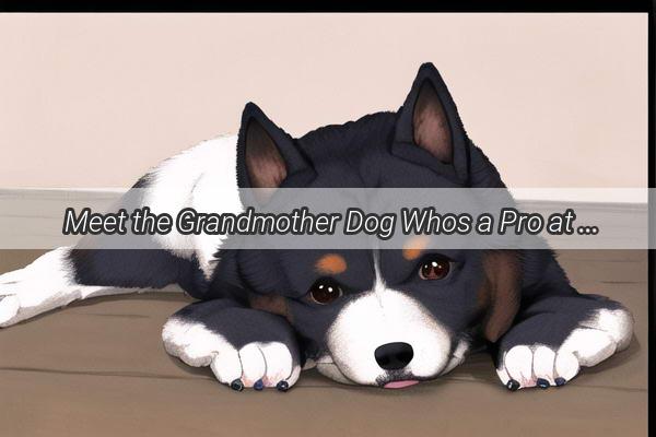 Meet the Grandmother Dog Whos a Pro at Strumming the Guitar A Heartwarming Tale